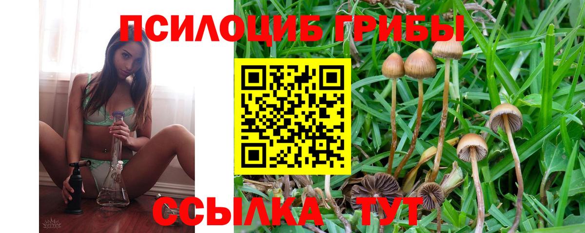 Псилоцибиновые грибы мицелий Камышлов